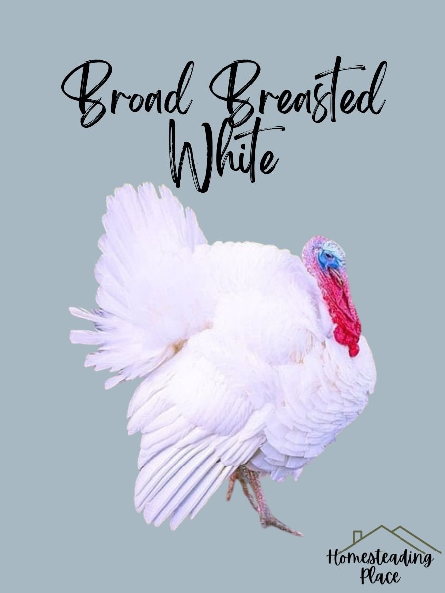 Broad Breasted White