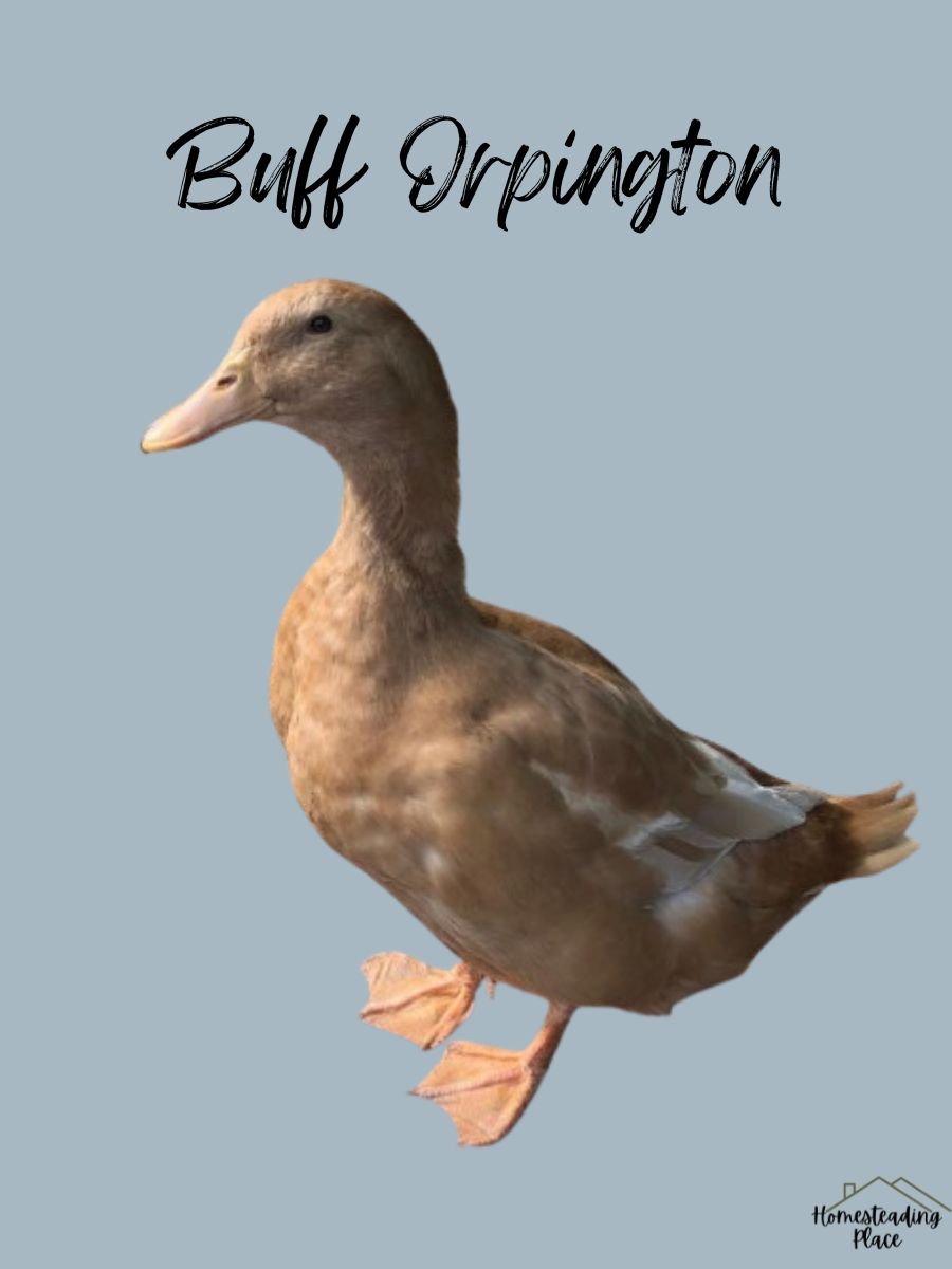 Buff Orpington Duck