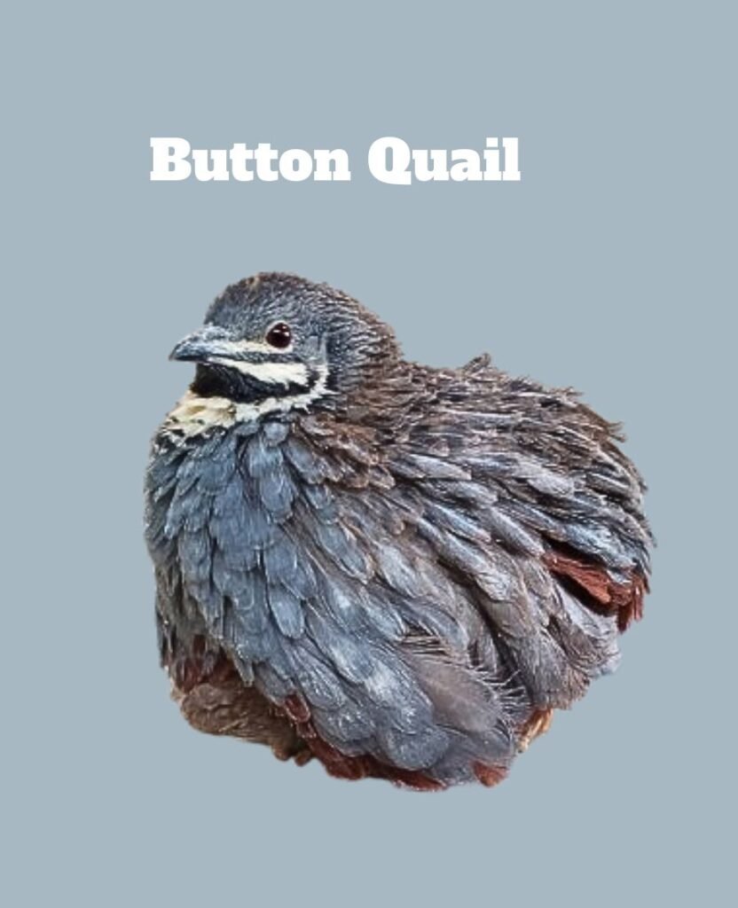 Button Quail