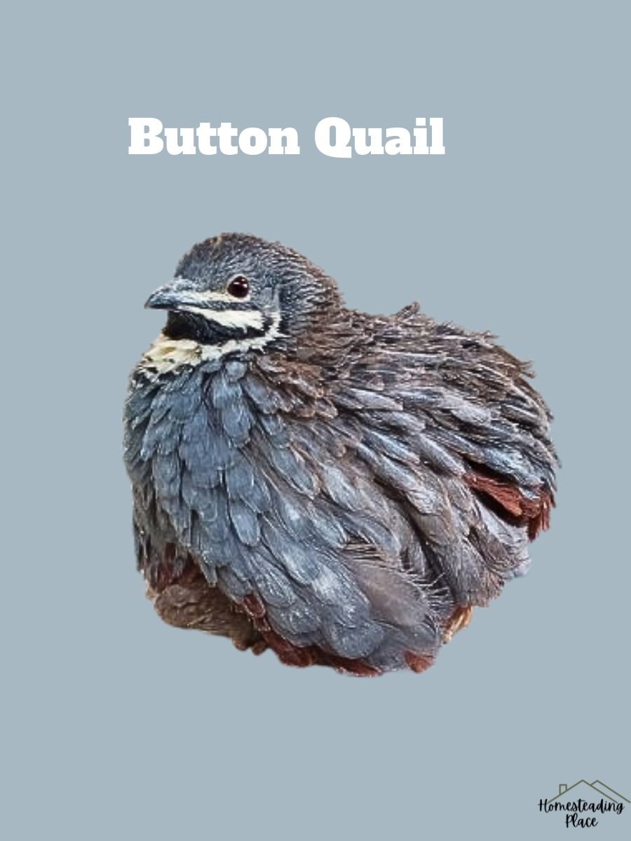 Button Quail