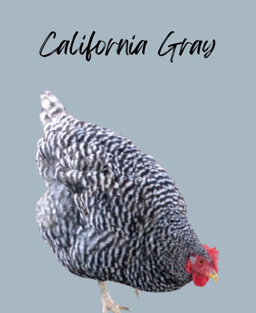 California Gray chicken