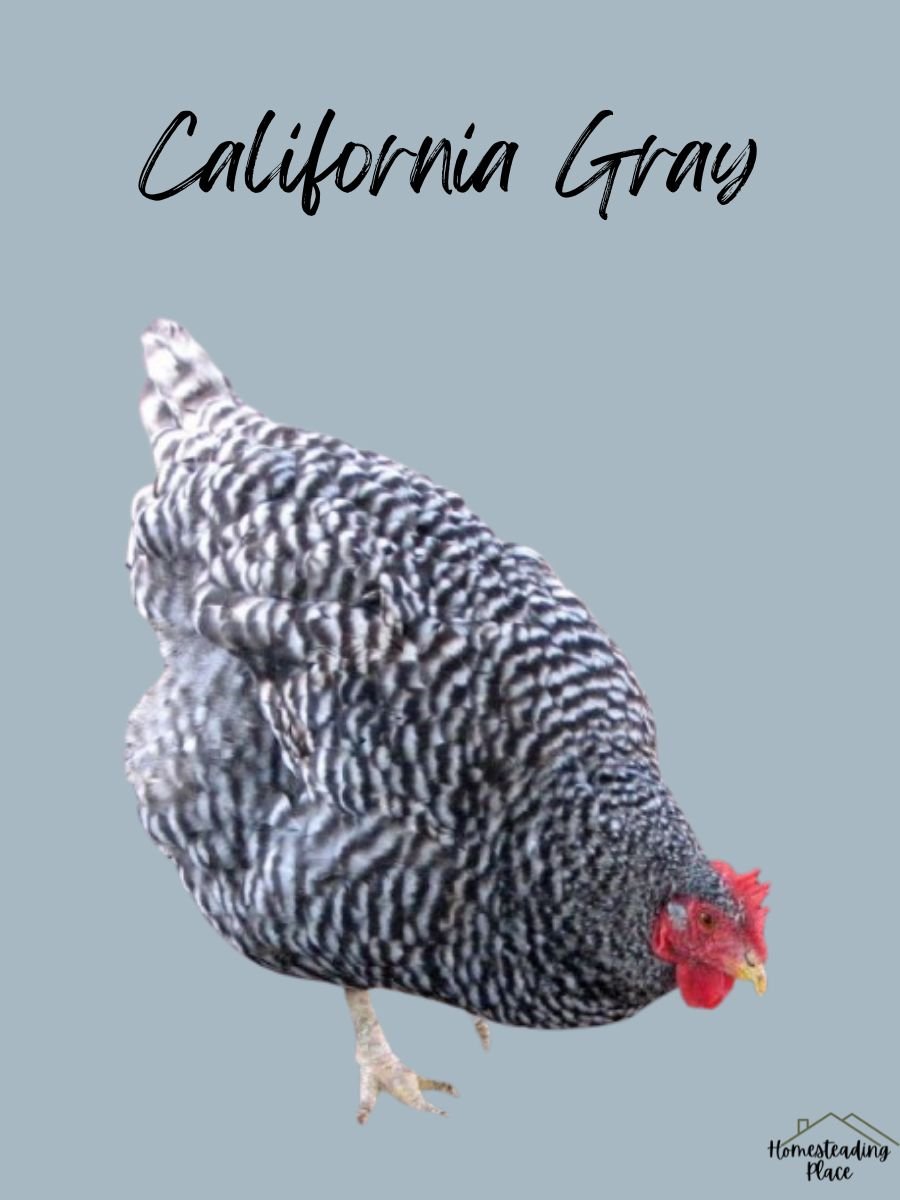 California Gray chicken