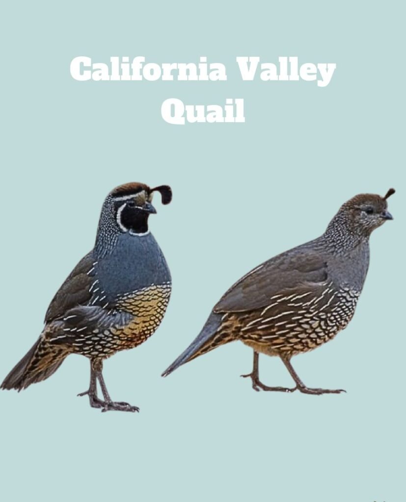 California Valley Quail