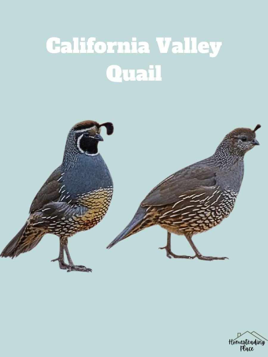 California Valley Quail