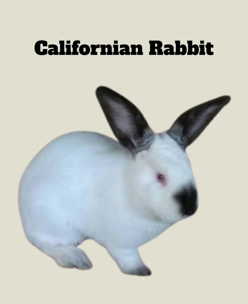 Californian Rabbit