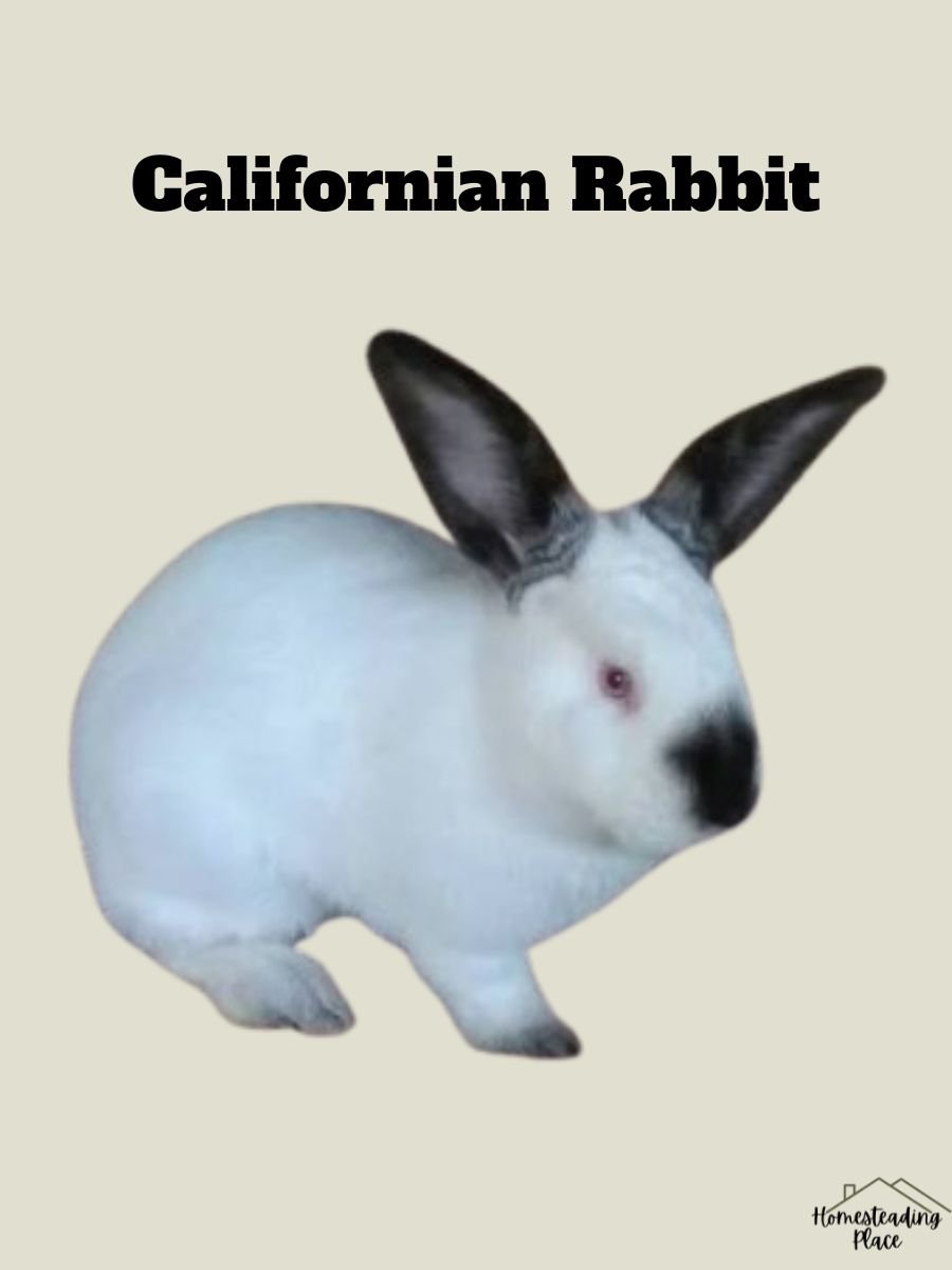 Californian Rabbit