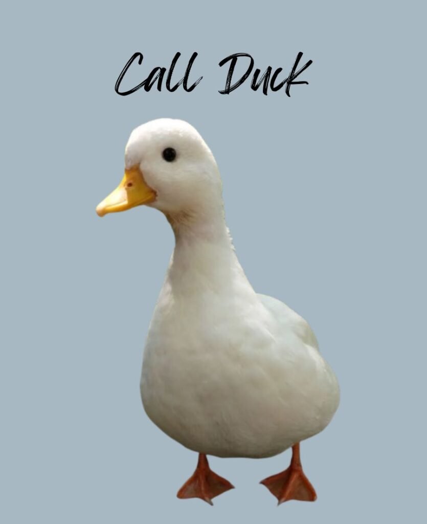 Call Duck