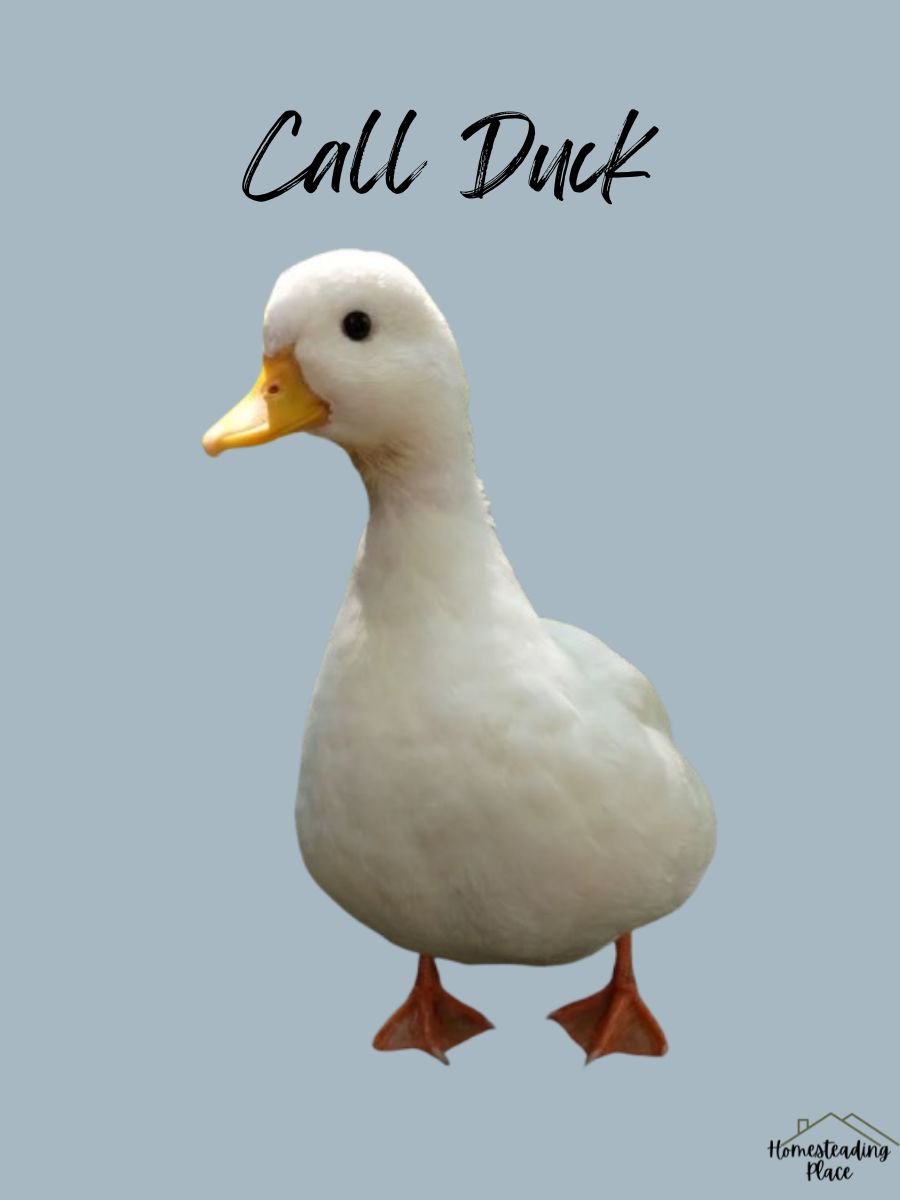 Call Duck