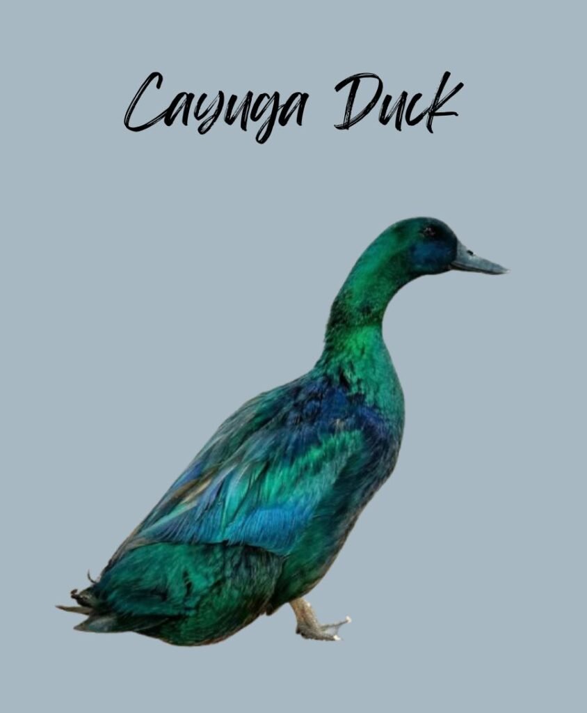 Cayuga Duck