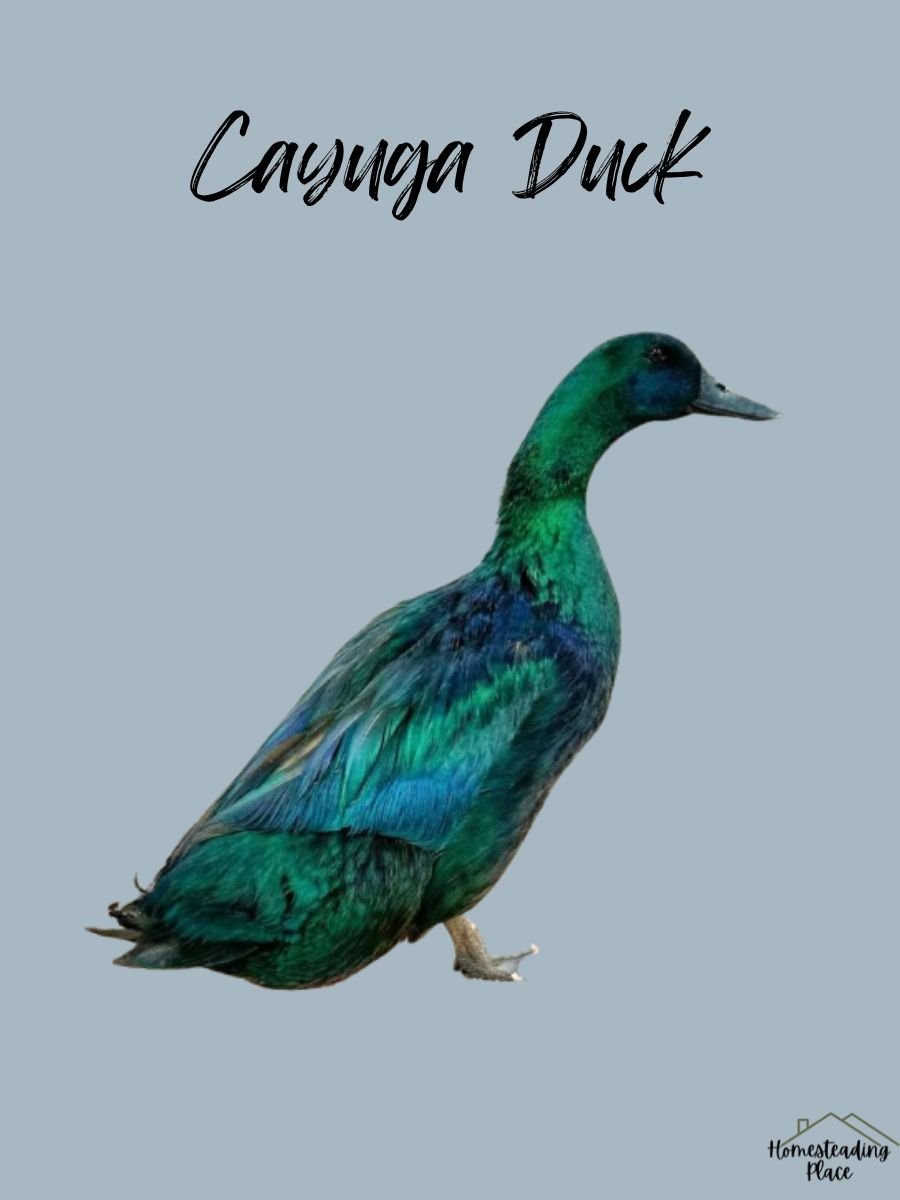 Cayuga Duck