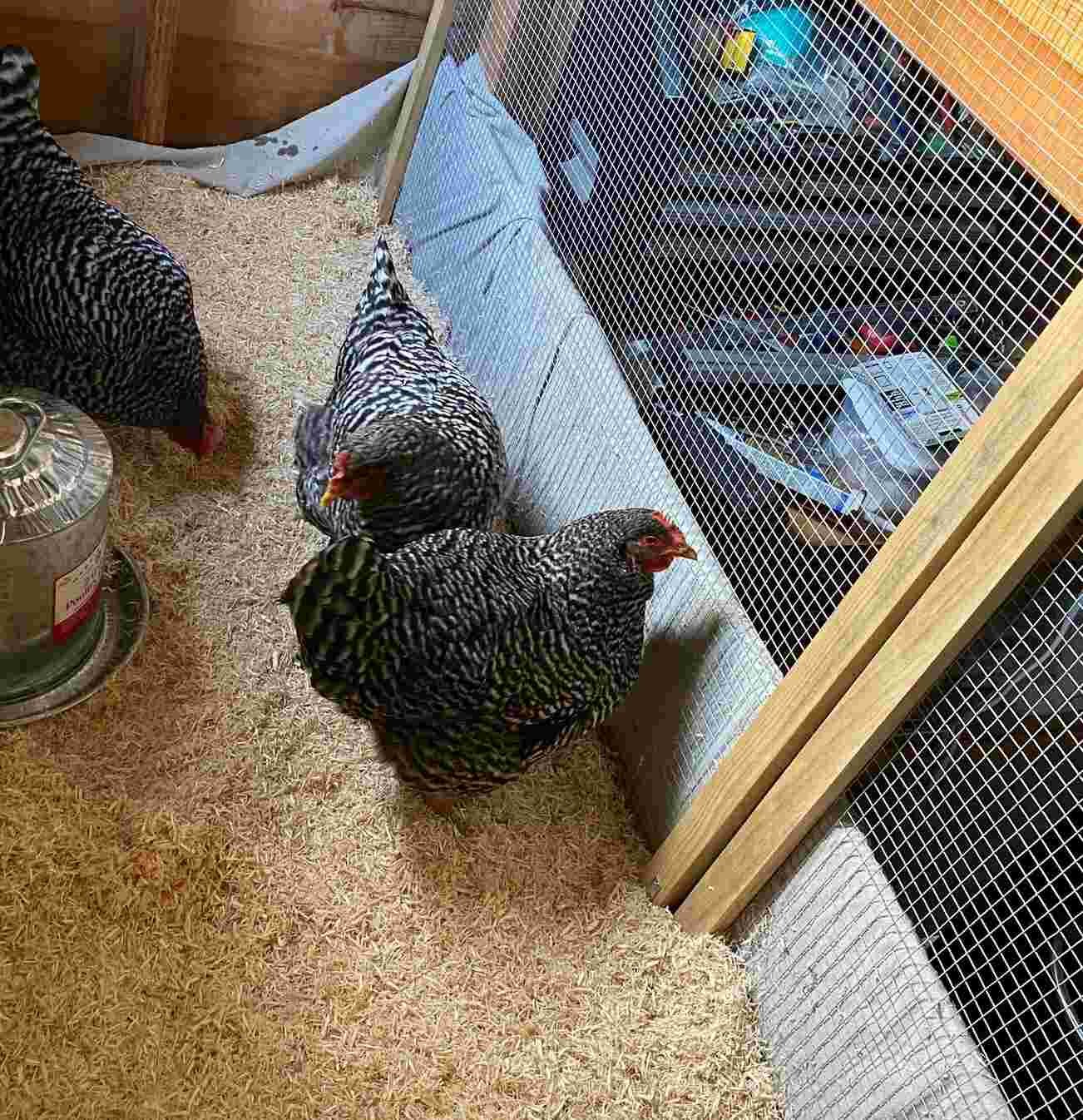 Chicken in and outside coop