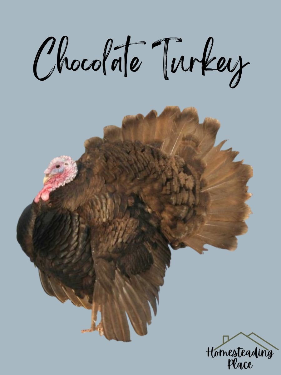 Chocolate Turkey