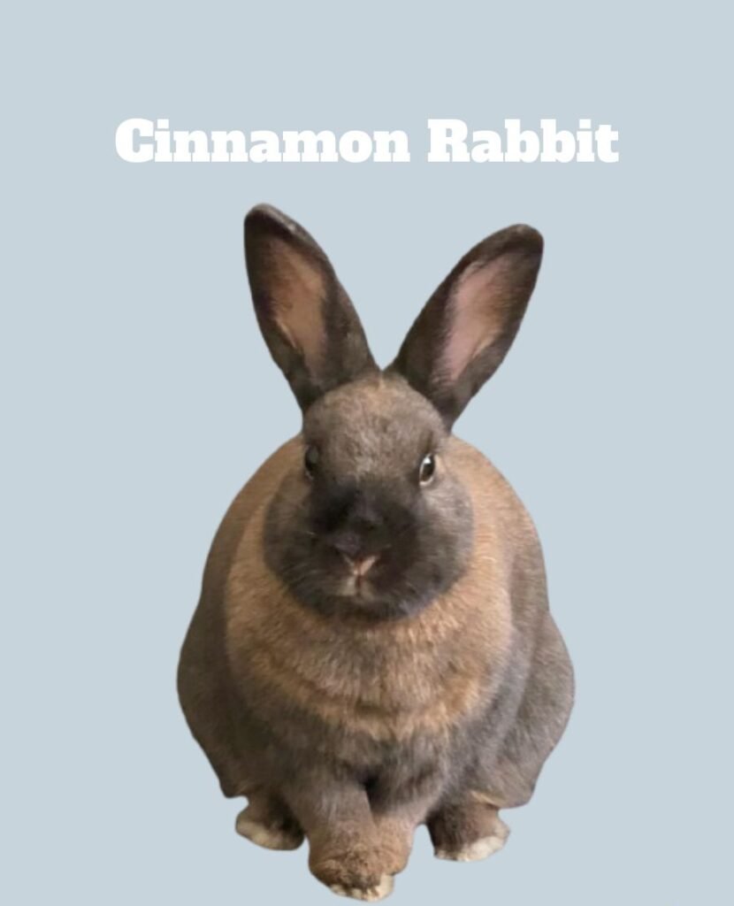 Cinnamon Rabbit