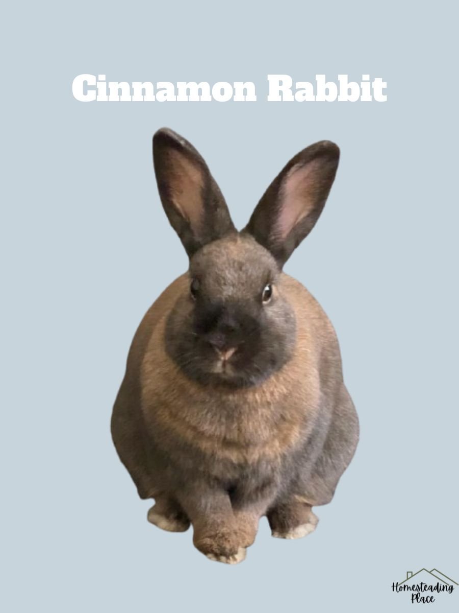 Cinnamon Rabbit