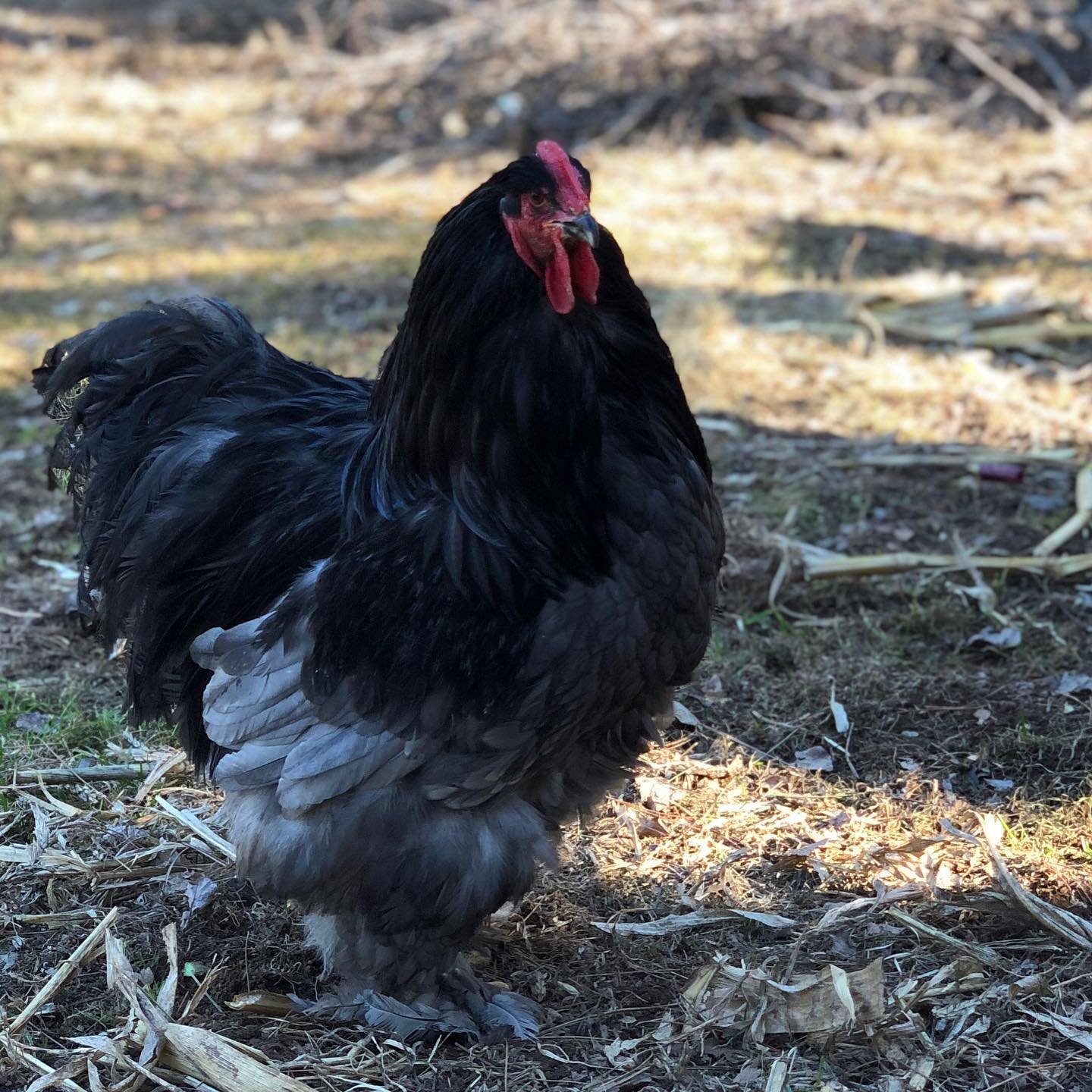 Cochin hen in pasture