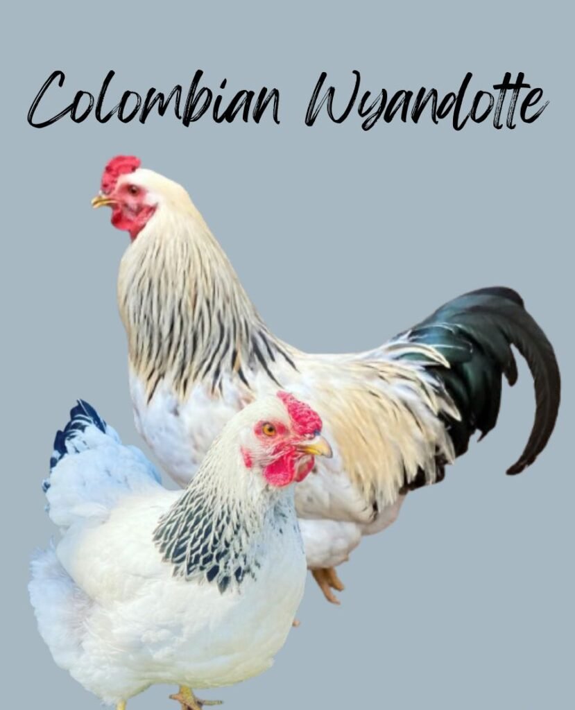 Colombian Wyandotte Chickens