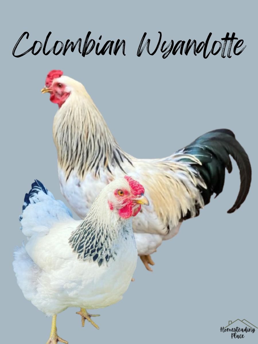 Colombian Wyandotte Chickens