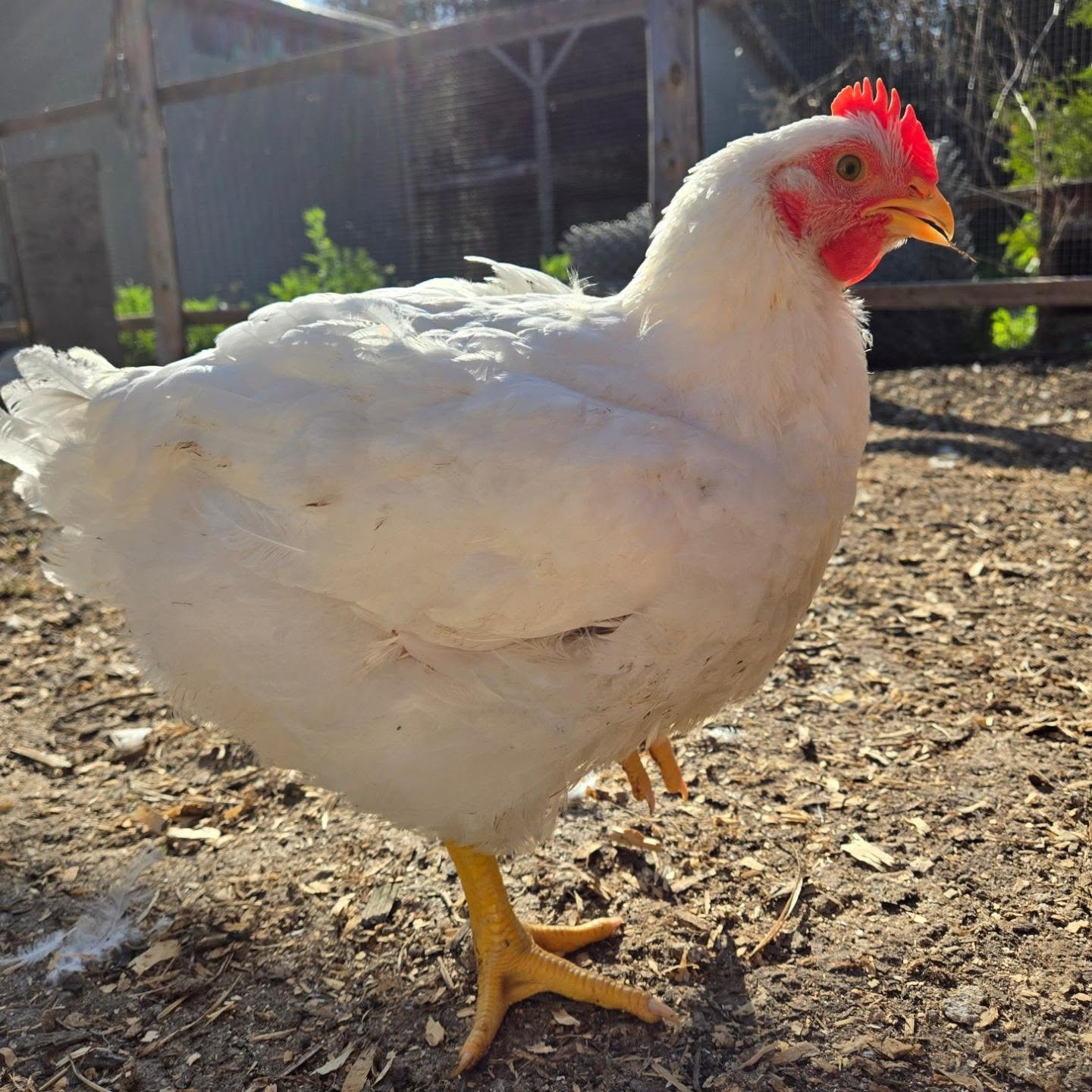 Cornish Cross Chicken