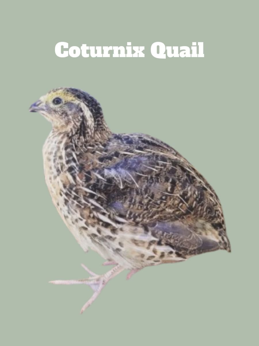 Coturnix Quail