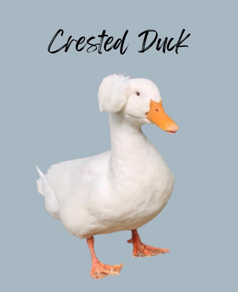 Crested Duck