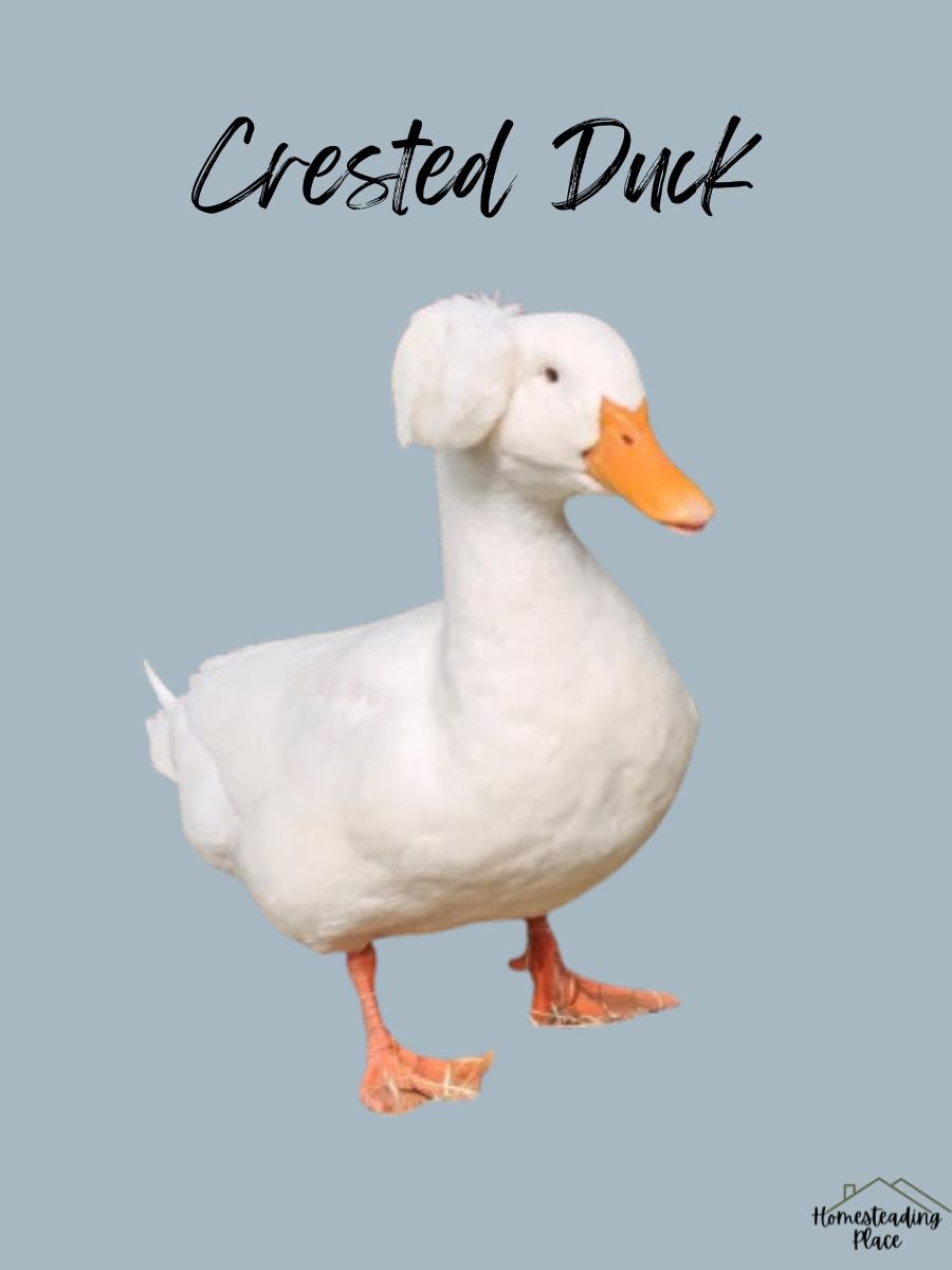 Crested Duck