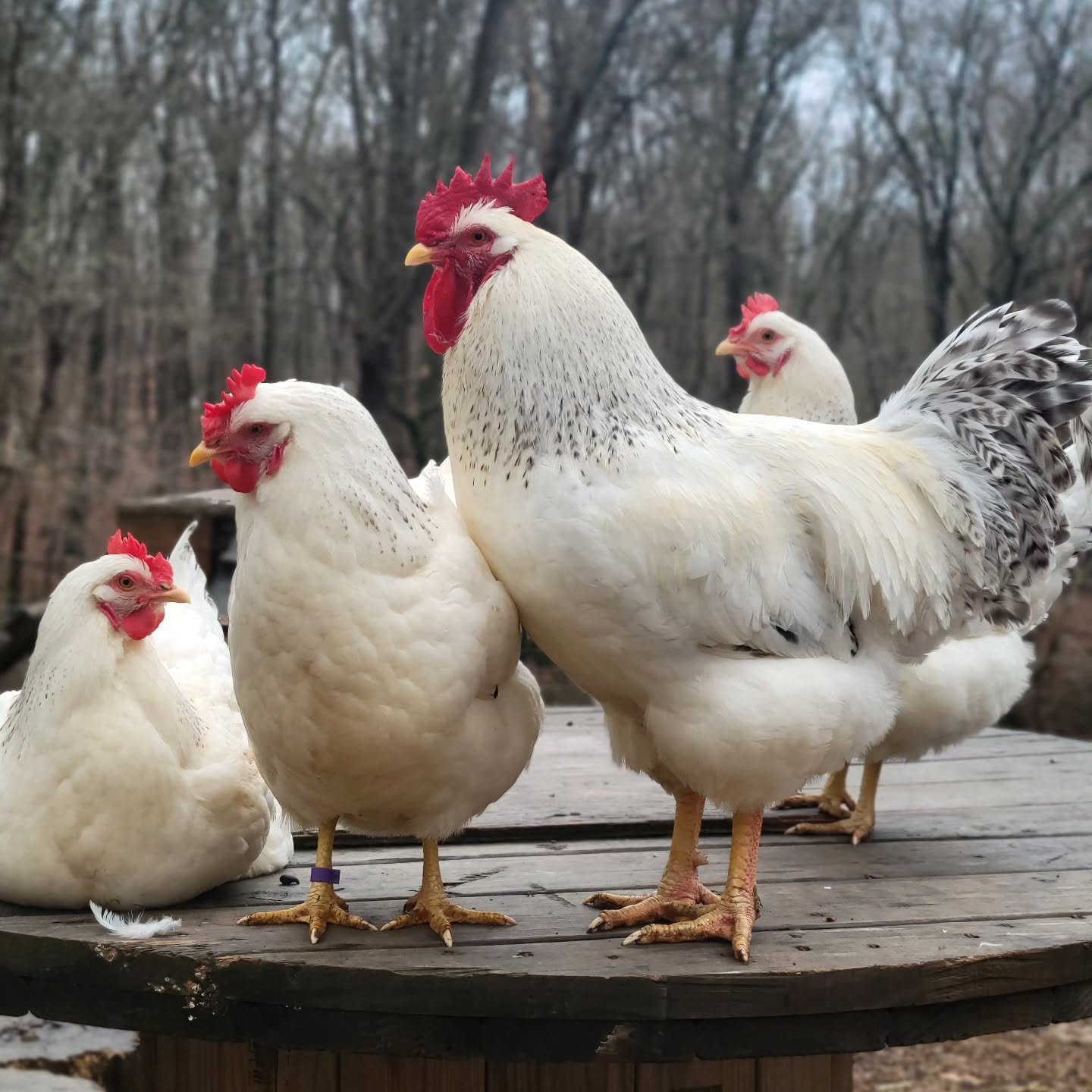 Delaware chickens outdoors