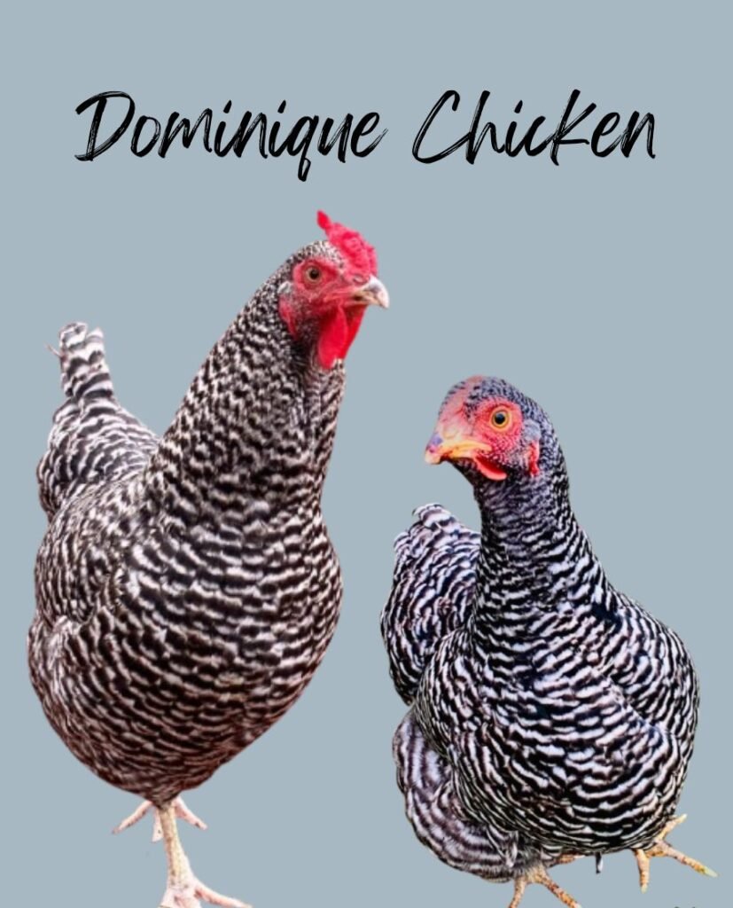 Dominique chickens