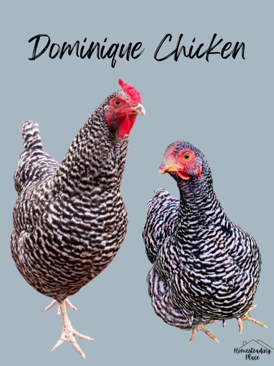 Dominique chickens