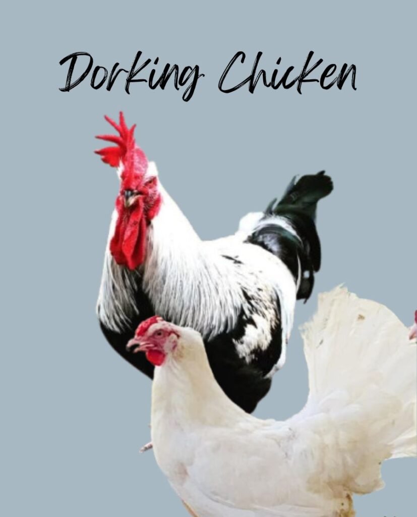 White Doring Chickens