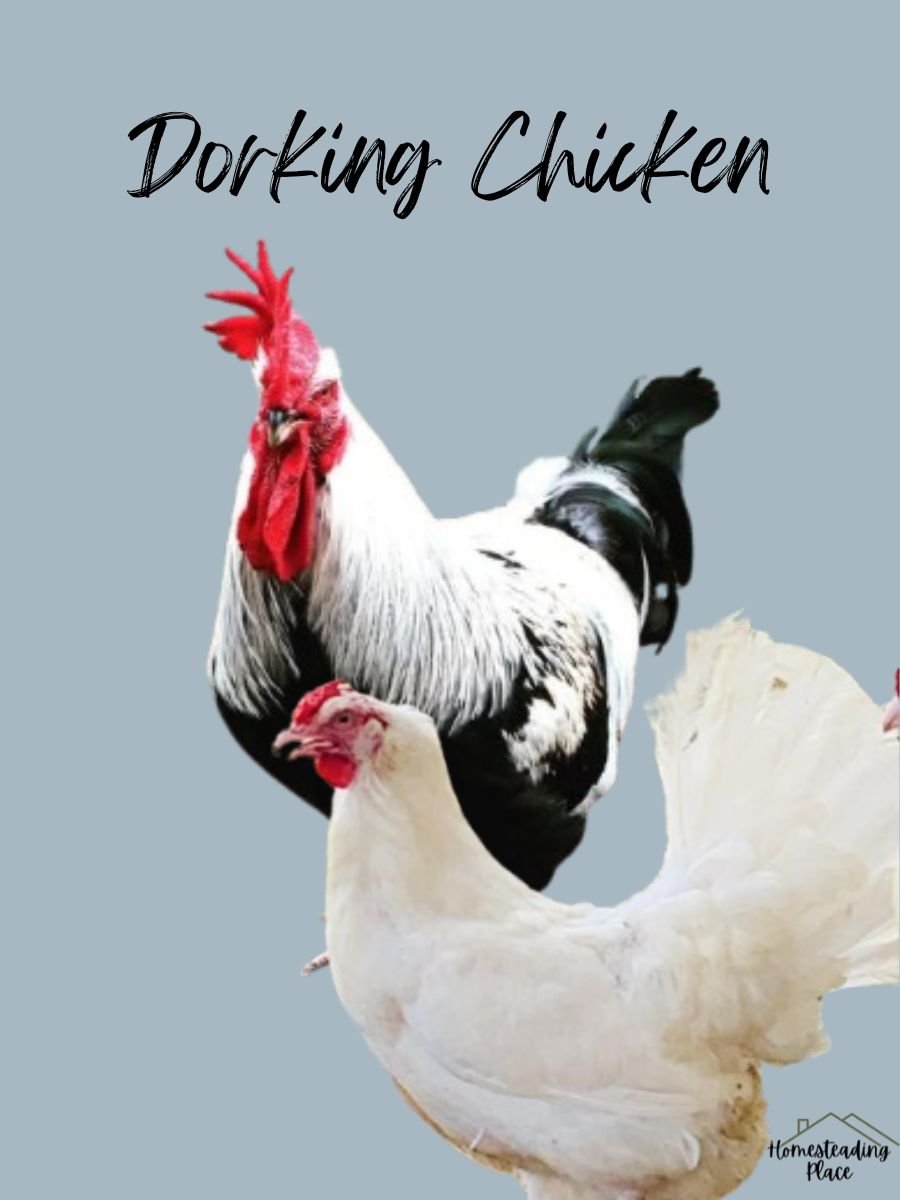 White Doring Chickens