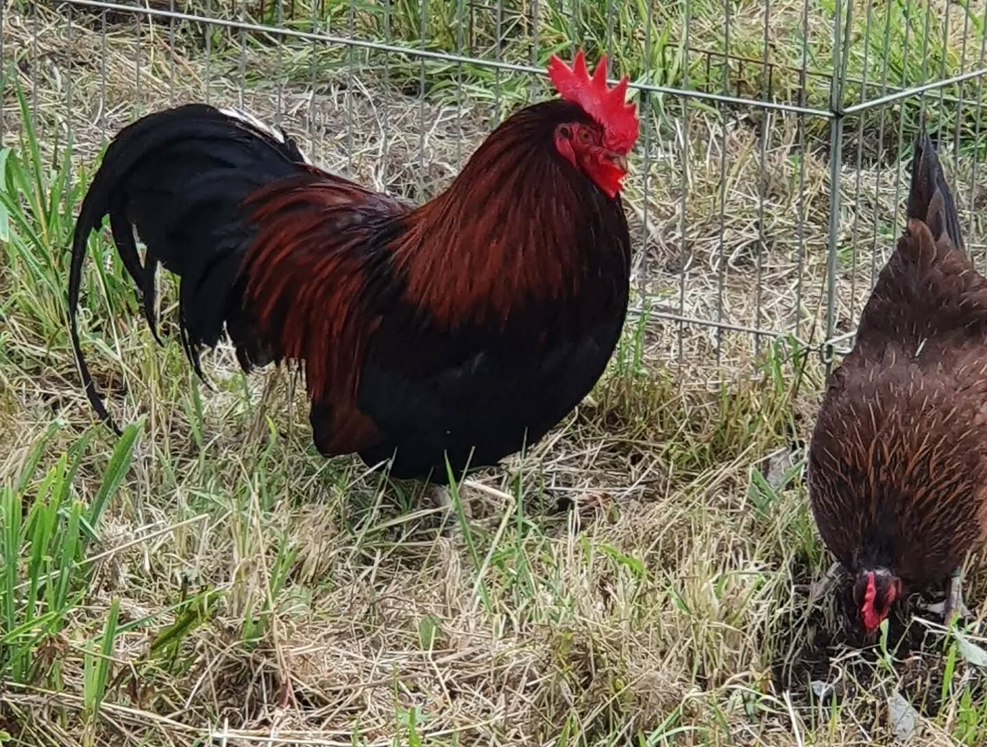 Dorking chickens foraging