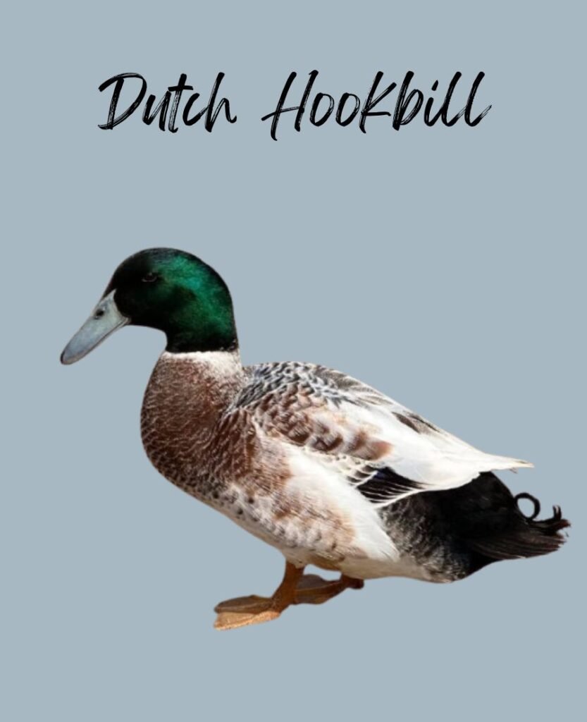 Dutch Hookbill