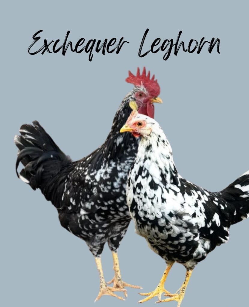 Exchequer Leghorn Chickens