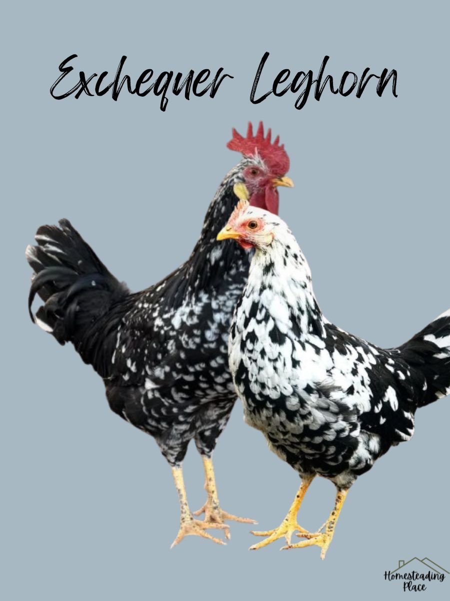 Exchequer Leghorn Chickens