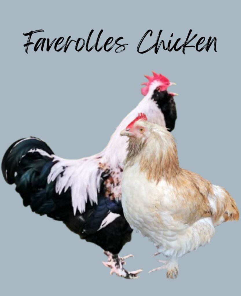 Faverolles chickens