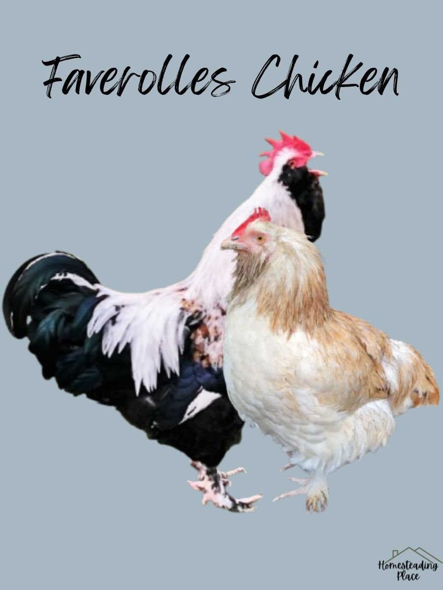 Faverolles chickens