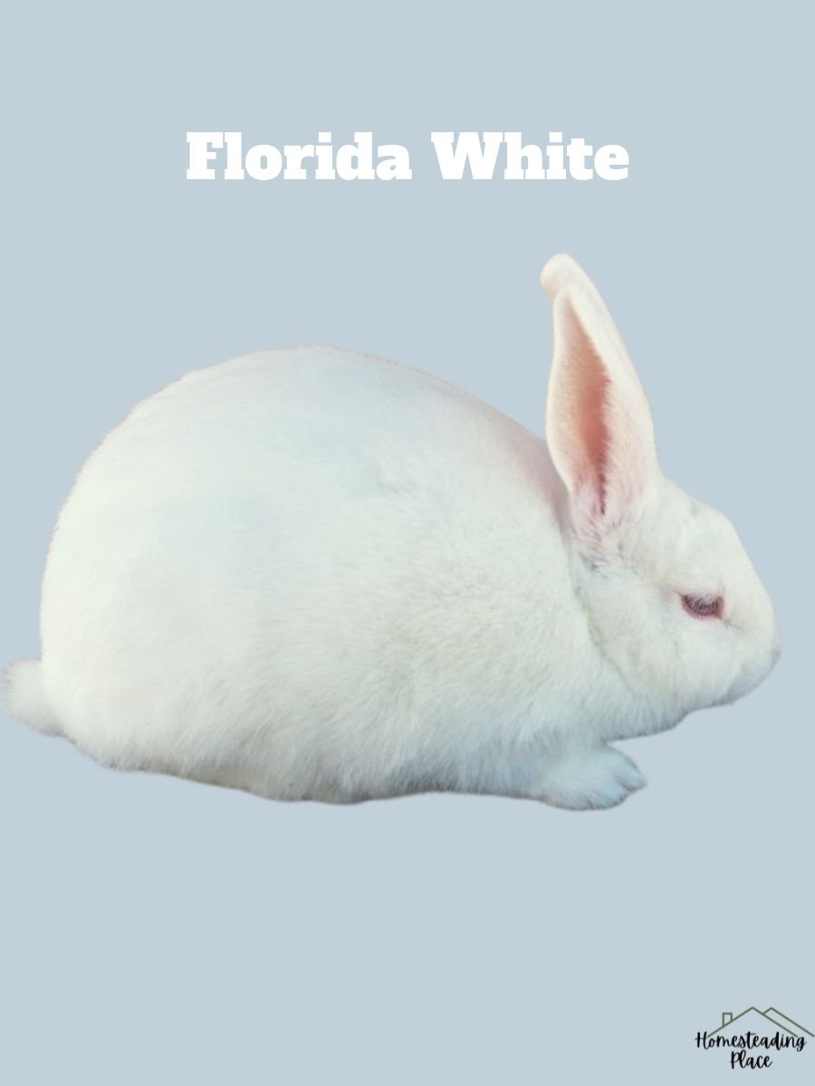 Florida White Rabbit