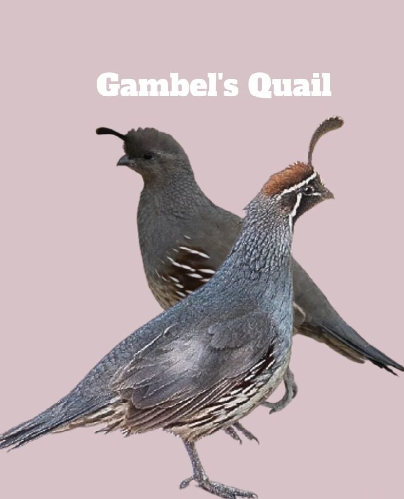 two Gambel's Quails