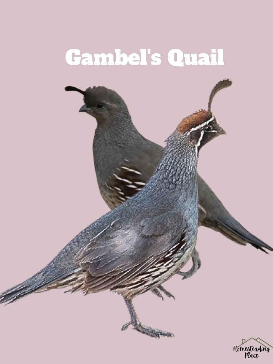 two Gambel's Quails