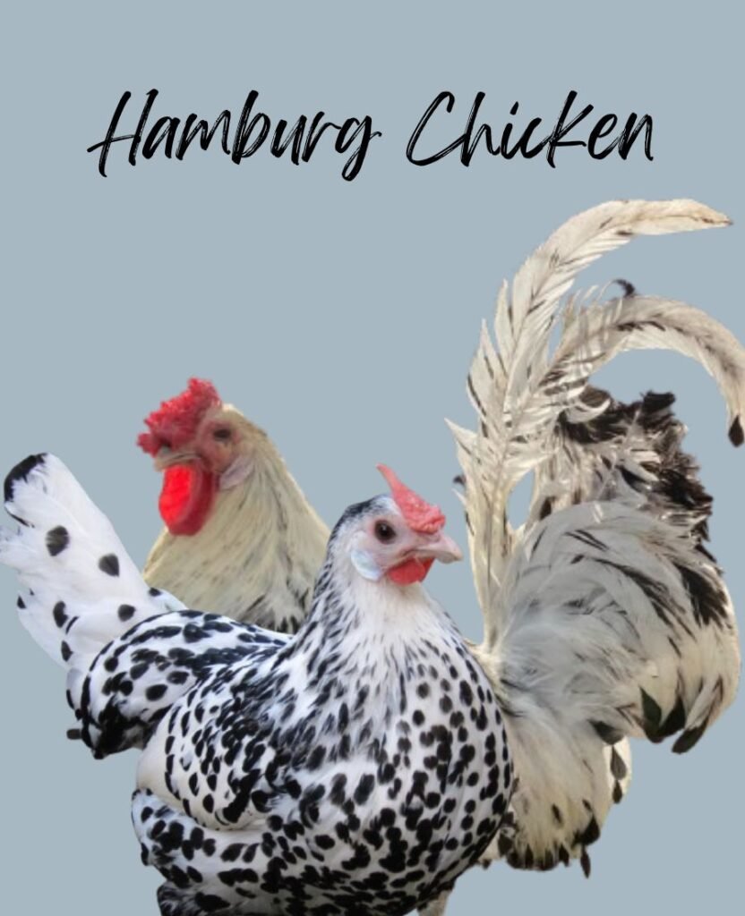 Hamburg chickens
