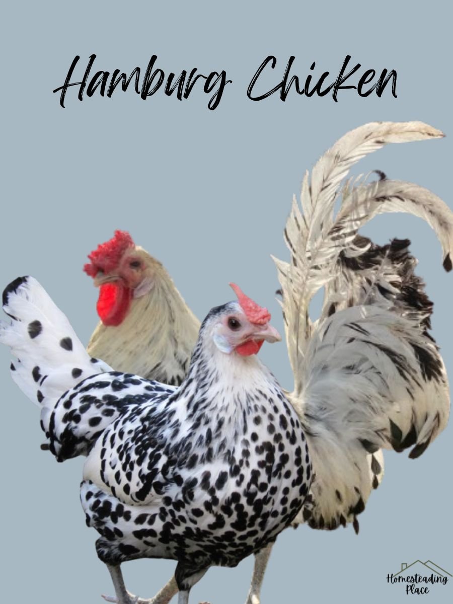 Hamburg chickens