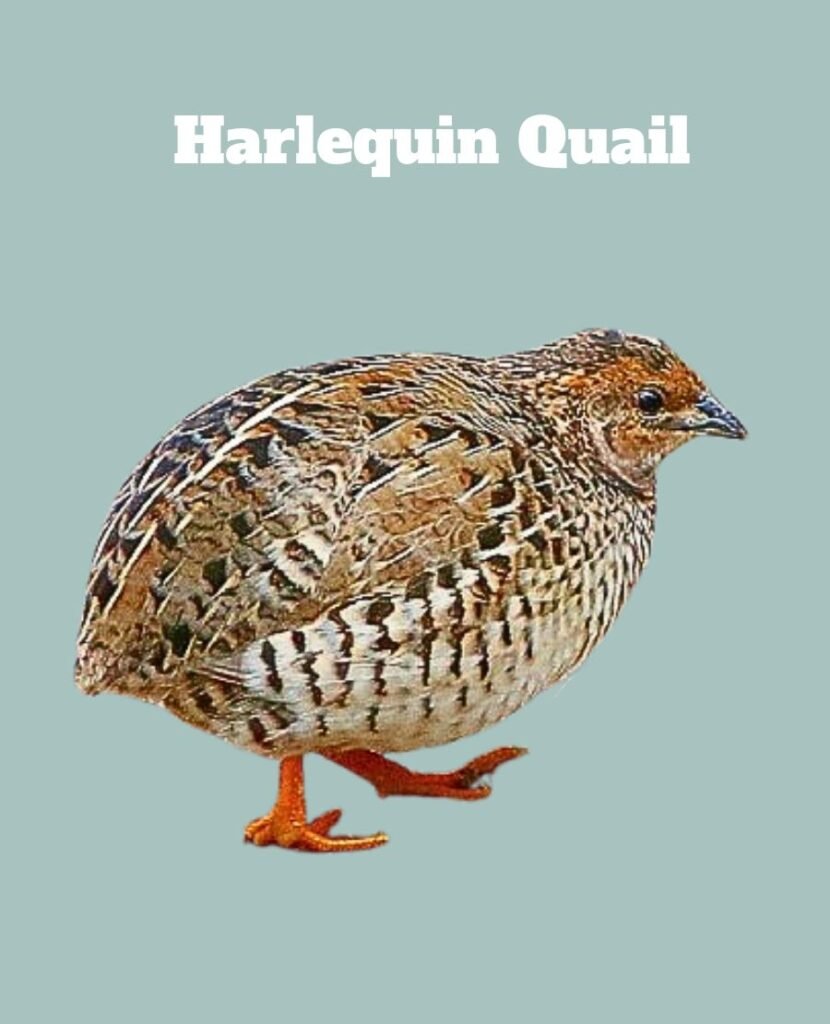 Harlequin Quail