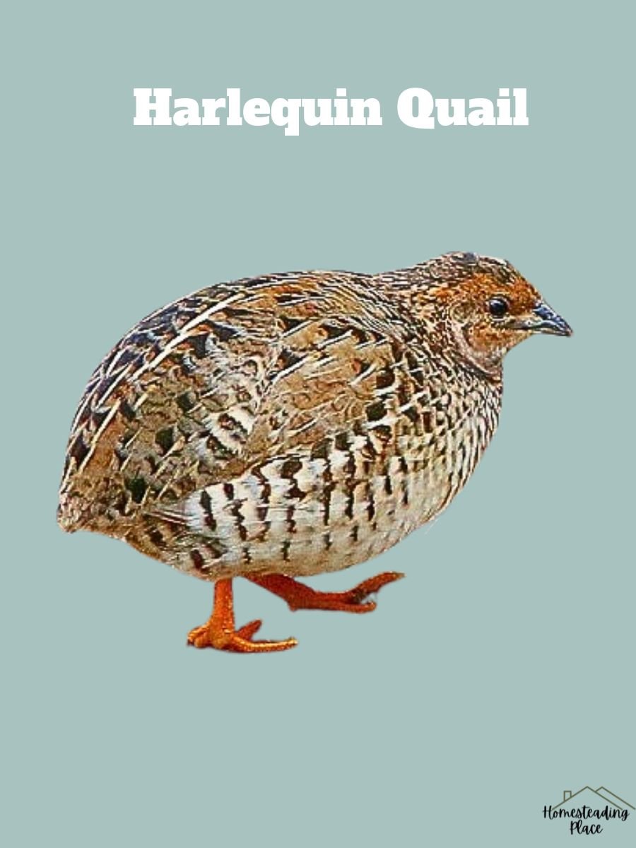 Harlequin Quail