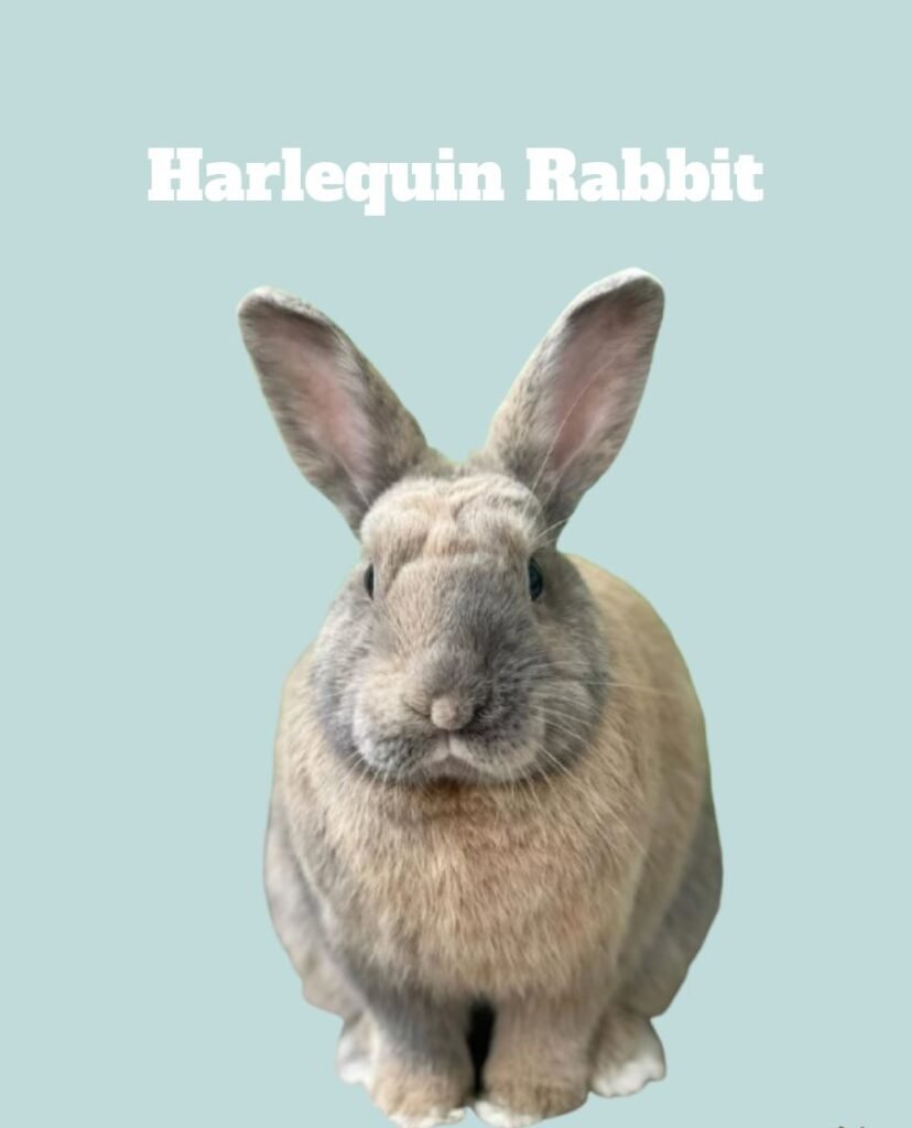 Harlequin Rabbit