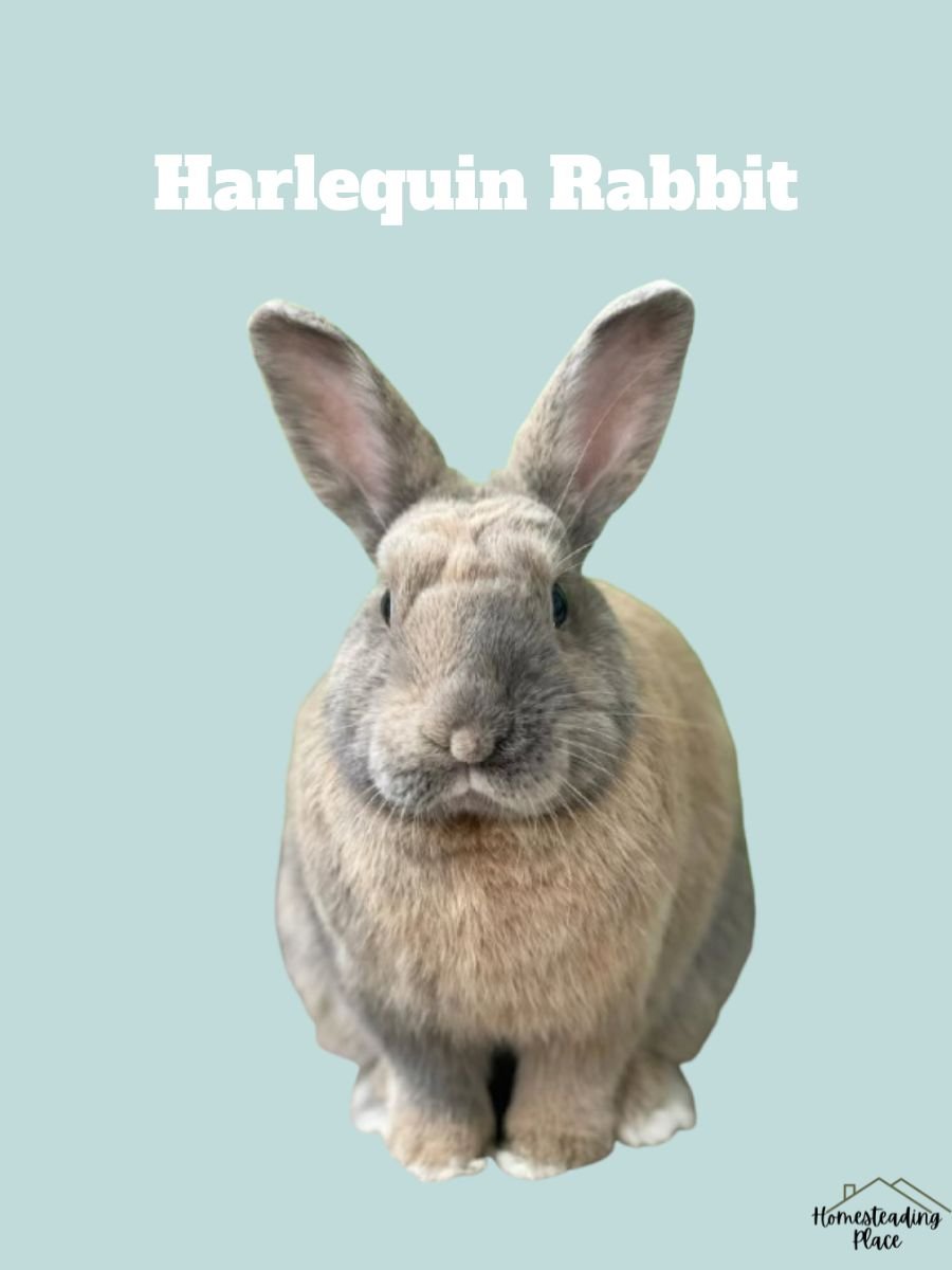 Harlequin Rabbit