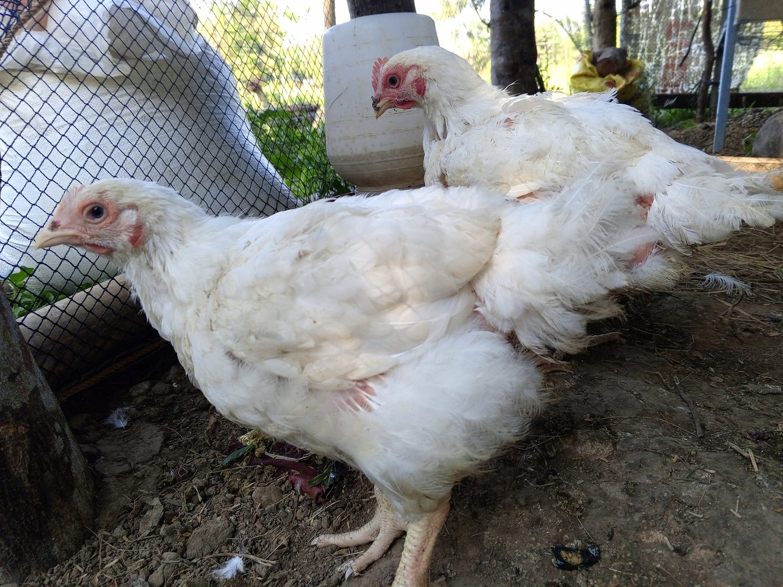 Hubbard Broilers in the farm