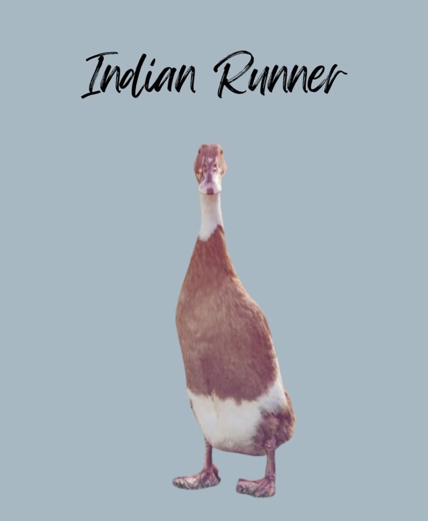 Indian Runner Duck