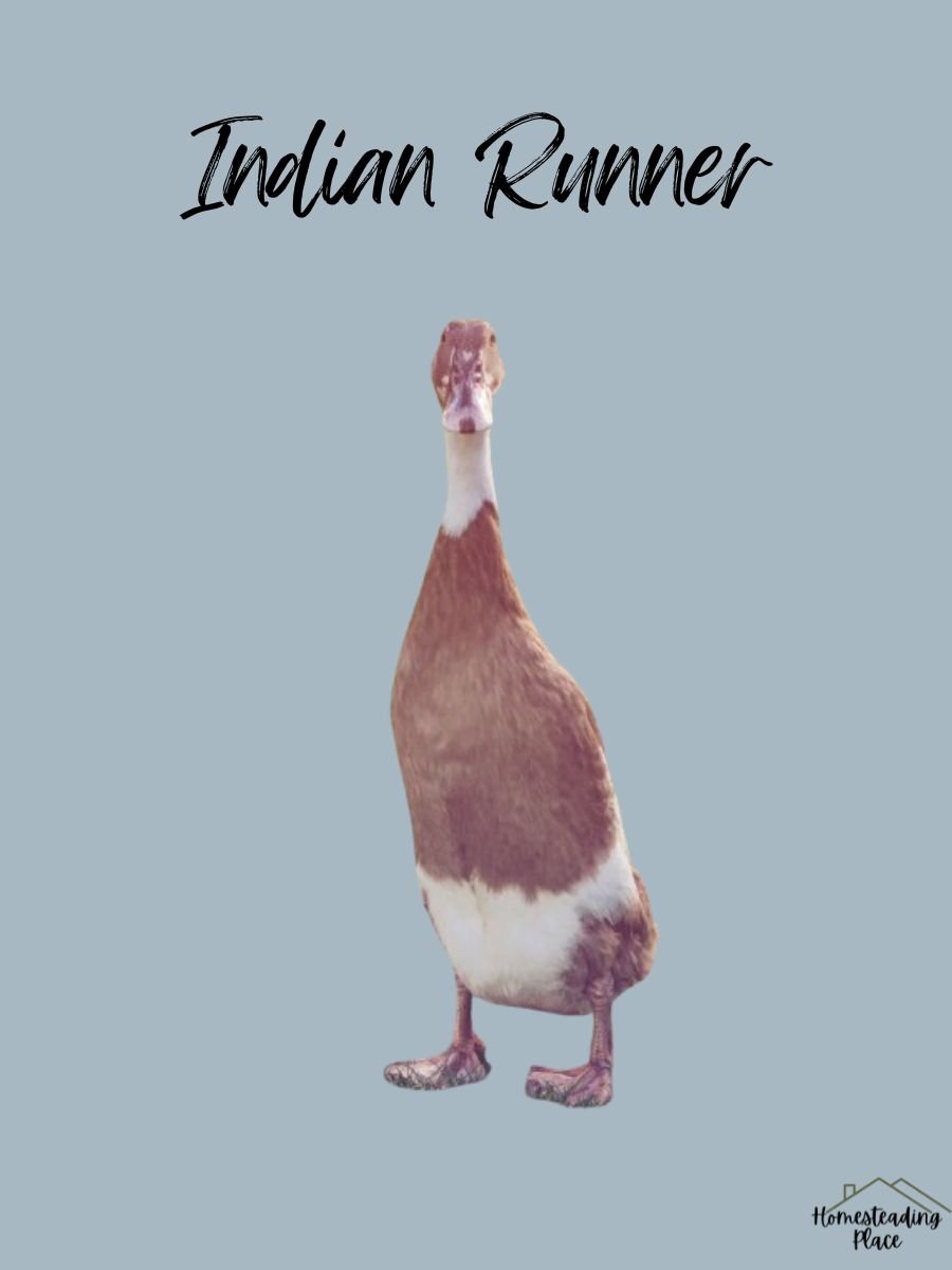 Indian Runner Duck