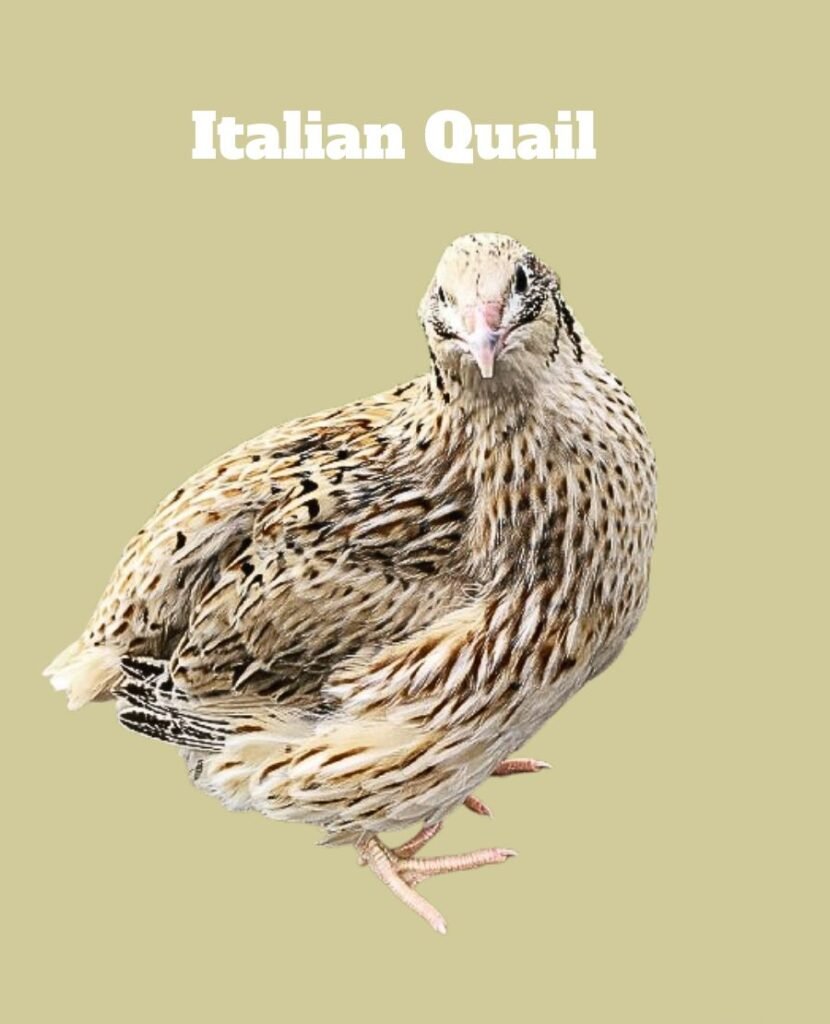 Italian Quail