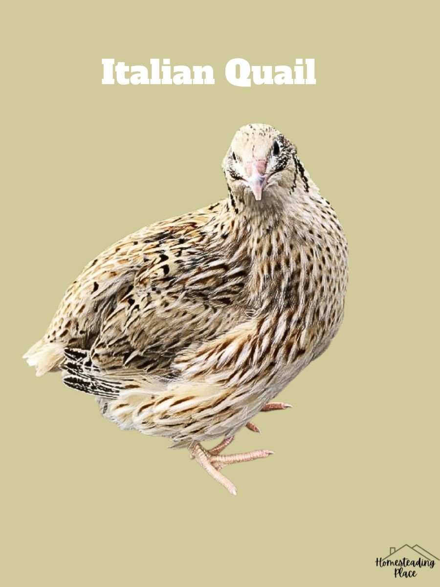 Italian Quail